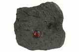 Plate of Two Red Embers Garnets in Graphite - Massachusetts #313425-2